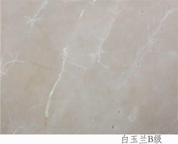 白玉蘭B級(jí)